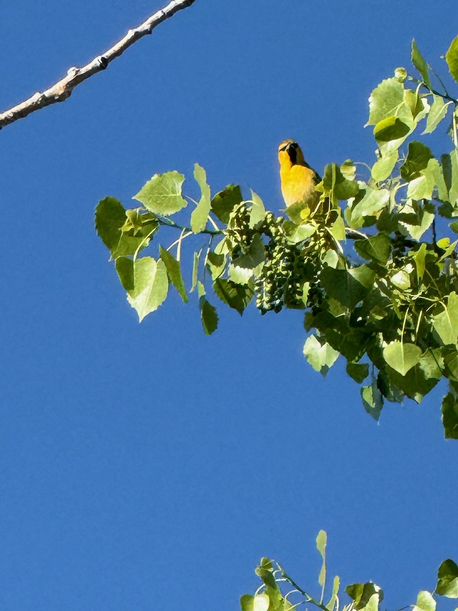 Bullock's Oriole - ML619622467