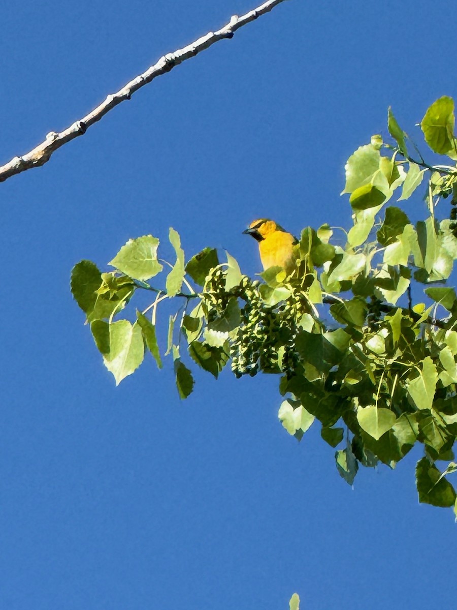 Bullock's Oriole - ML619622468