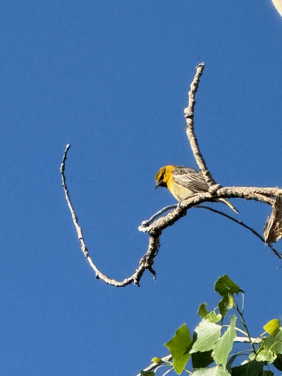 Bullock's Oriole - Matt Fowler