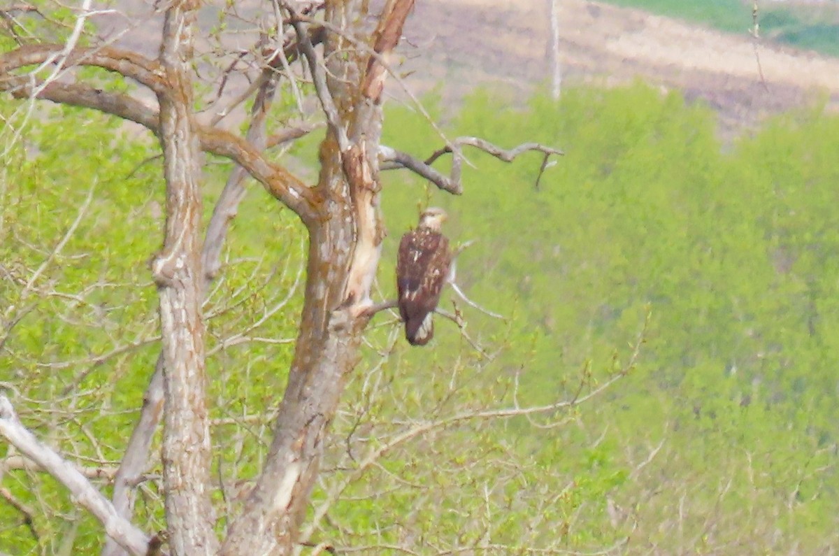 Bald Eagle - ML619622471