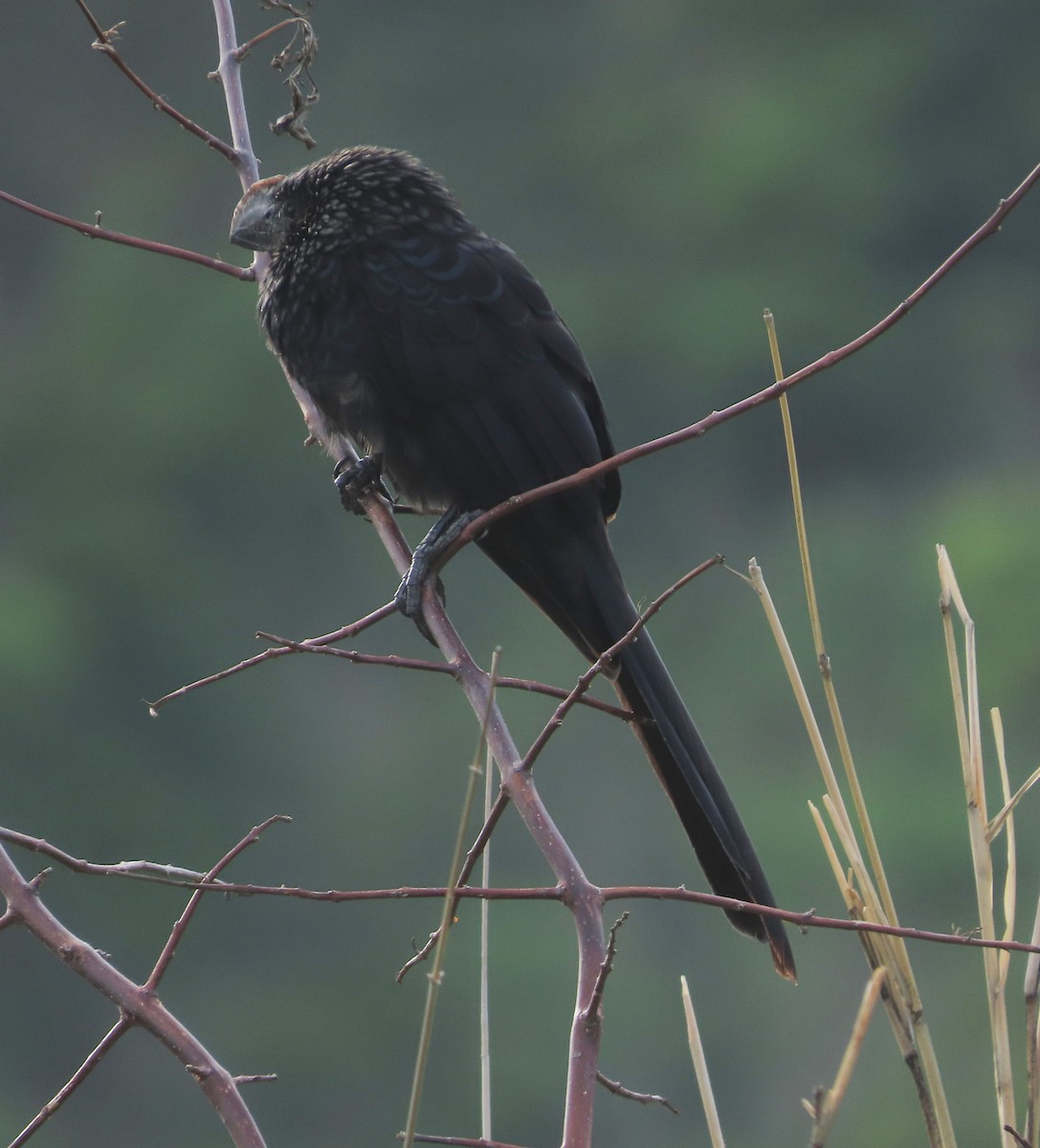 Smooth-billed Ani - ML619622472