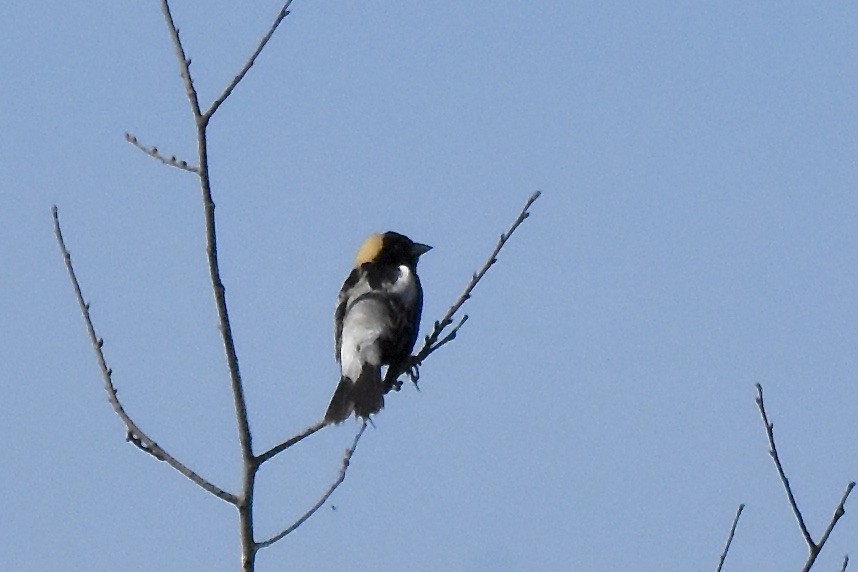 Bobolink - Benoit Goyette