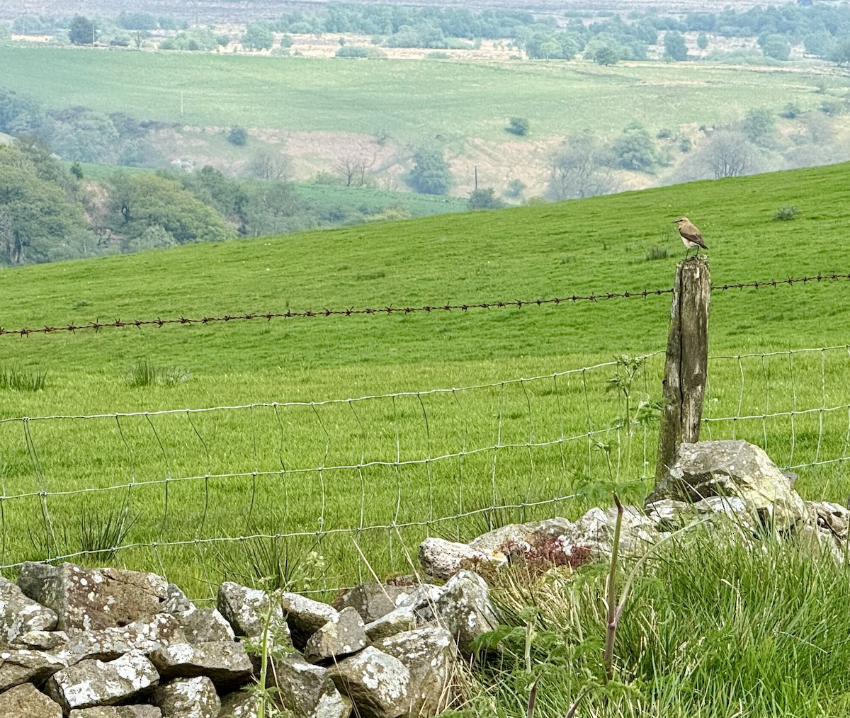 Northern Wheatear - ML619622475