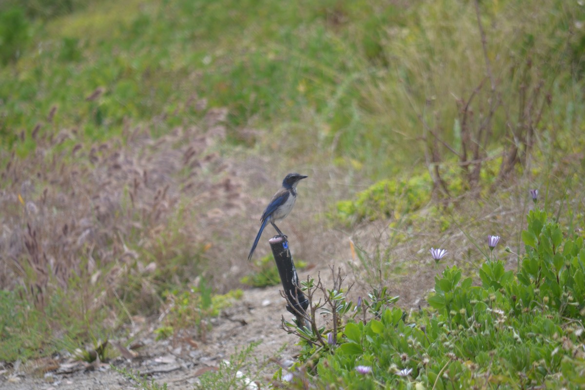 California Scrub-Jay - Cameron Brody