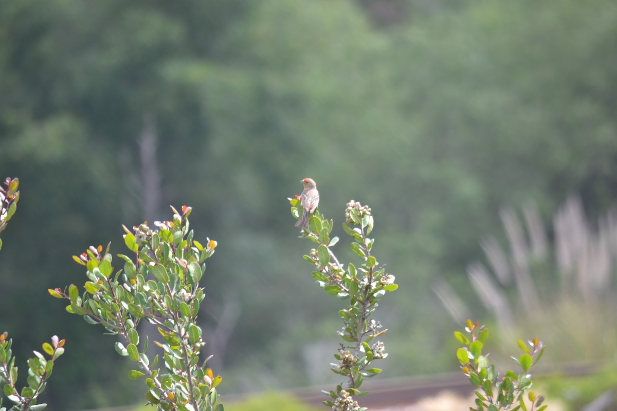 House Finch - Cameron Brody