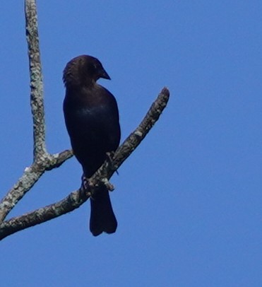 Brown-headed Cowbird - John McCallister