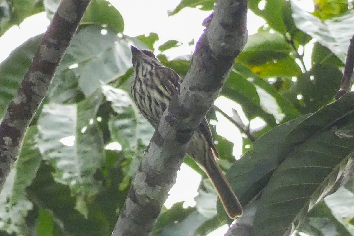 Streaked Flycatcher - Cristian Abad