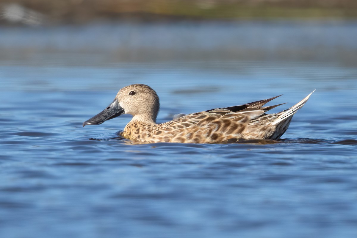 Red Shoveler - ML619622496