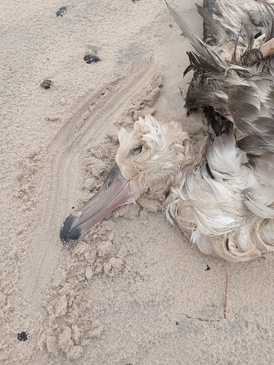 Black-browed Albatross - Diego Cáceres Bentancor