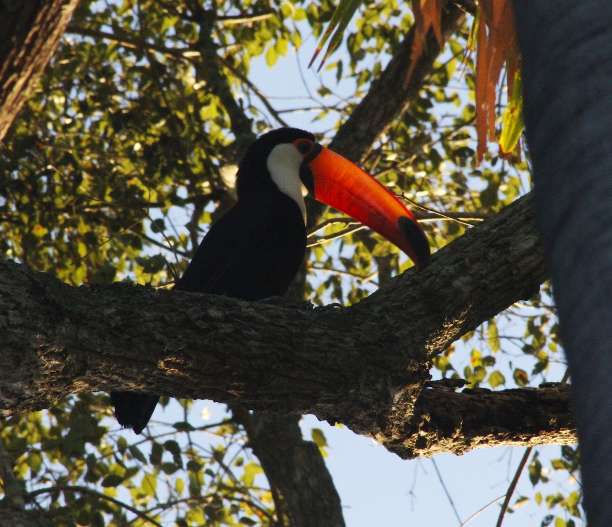 Toco Toucan - ML619622514