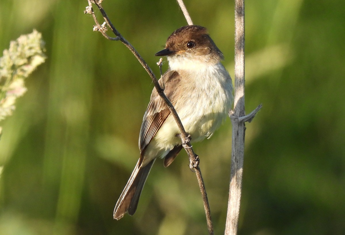 Eastern Phoebe - Tracy W    (°▽°)