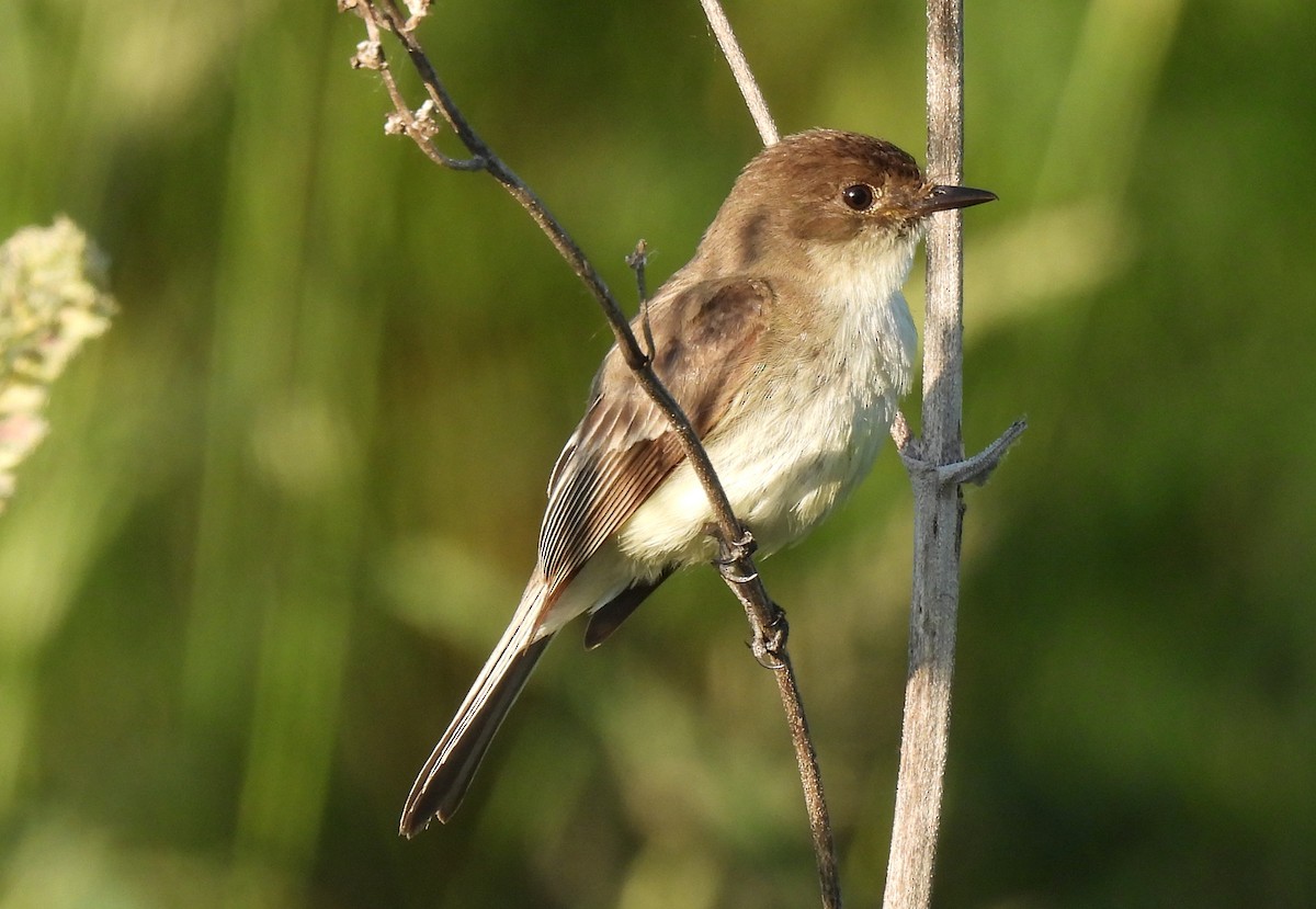 Eastern Phoebe - Tracy W  🐦