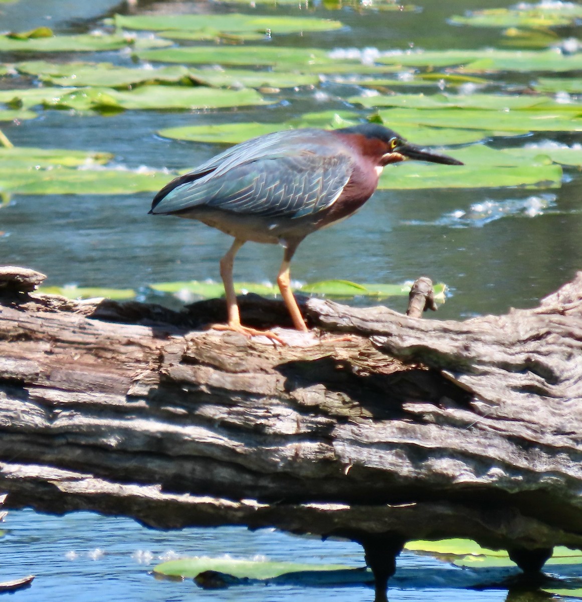 Green Heron - Randy Shonkwiler