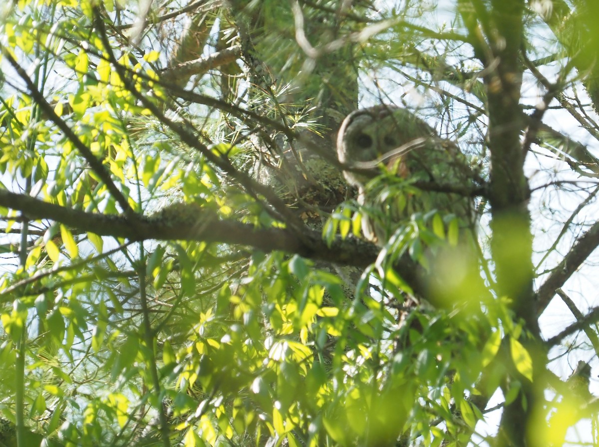 Barred Owl - Bill Bunn