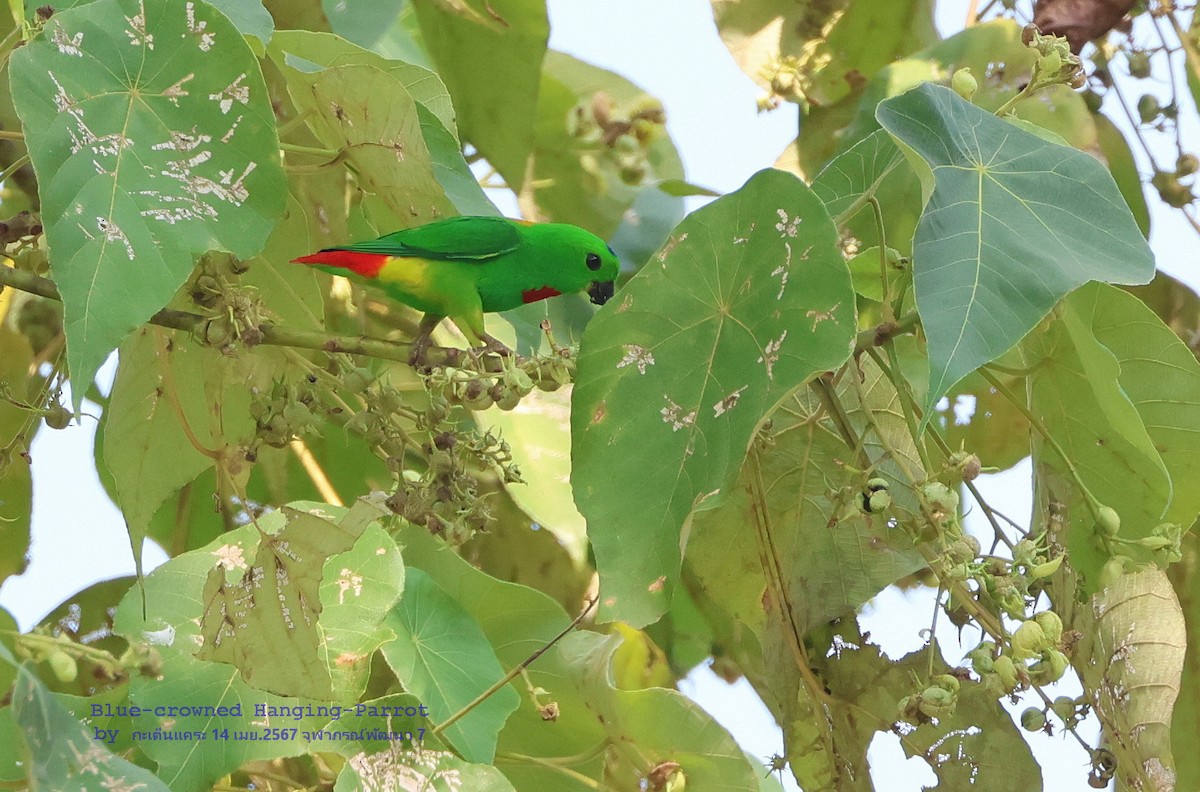 Blue-crowned Hanging-Parrot - Argrit Boonsanguan