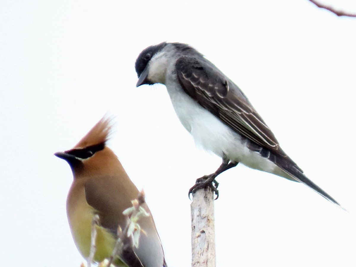 Eastern Kingbird - ML619622533