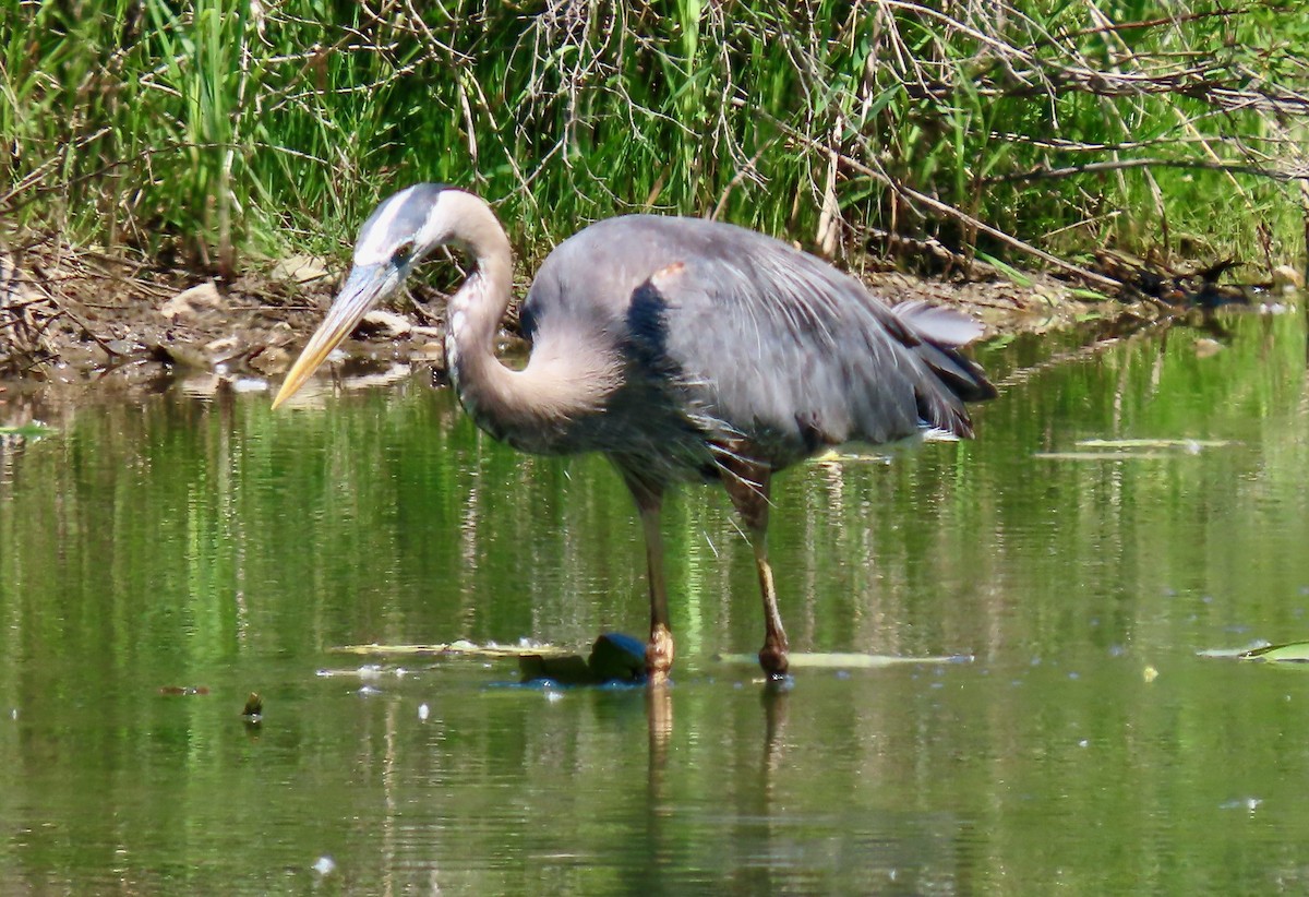 Great Blue Heron (Great Blue) - Randy Shonkwiler