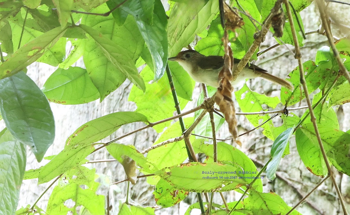 Scaly-crowned Babbler - Argrit Boonsanguan