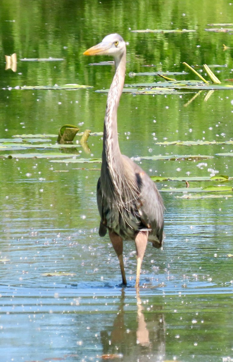 Great Blue Heron (Great Blue) - Randy Shonkwiler