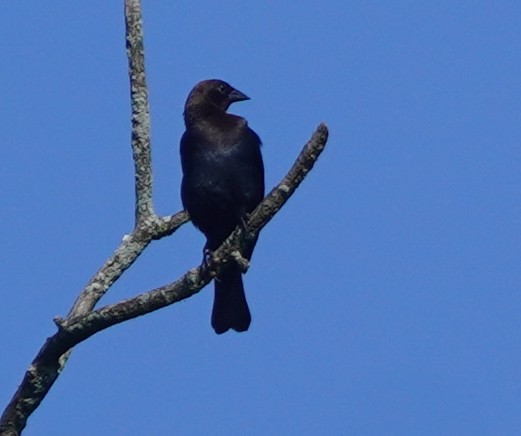 Brown-headed Cowbird - ML619622548