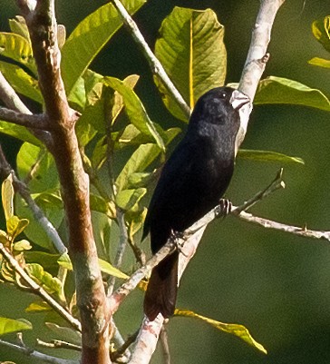 Black-billed Seed-Finch - ML619622549