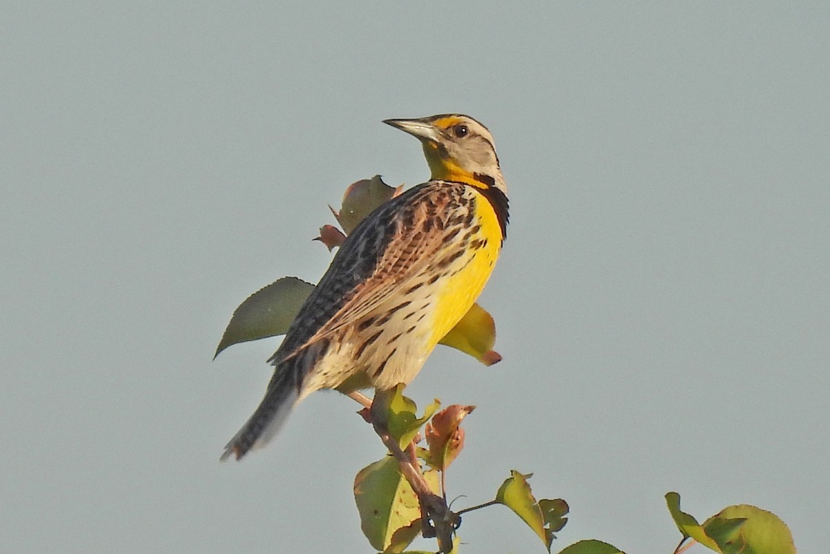 Eastern Meadowlark - Tracy W  🐦