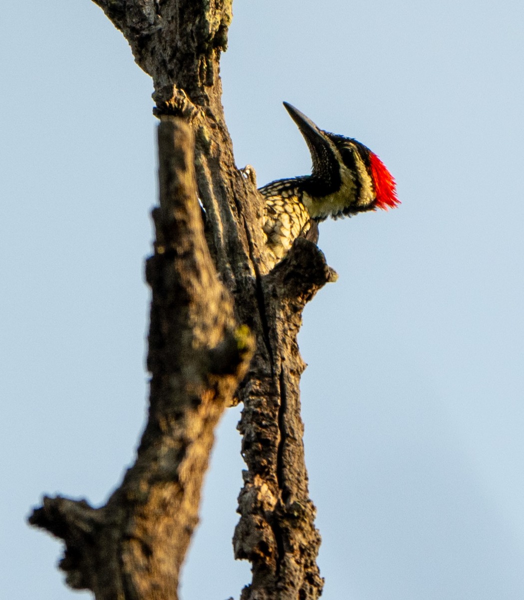 Black-rumped Flameback - Jagdish Jatiya