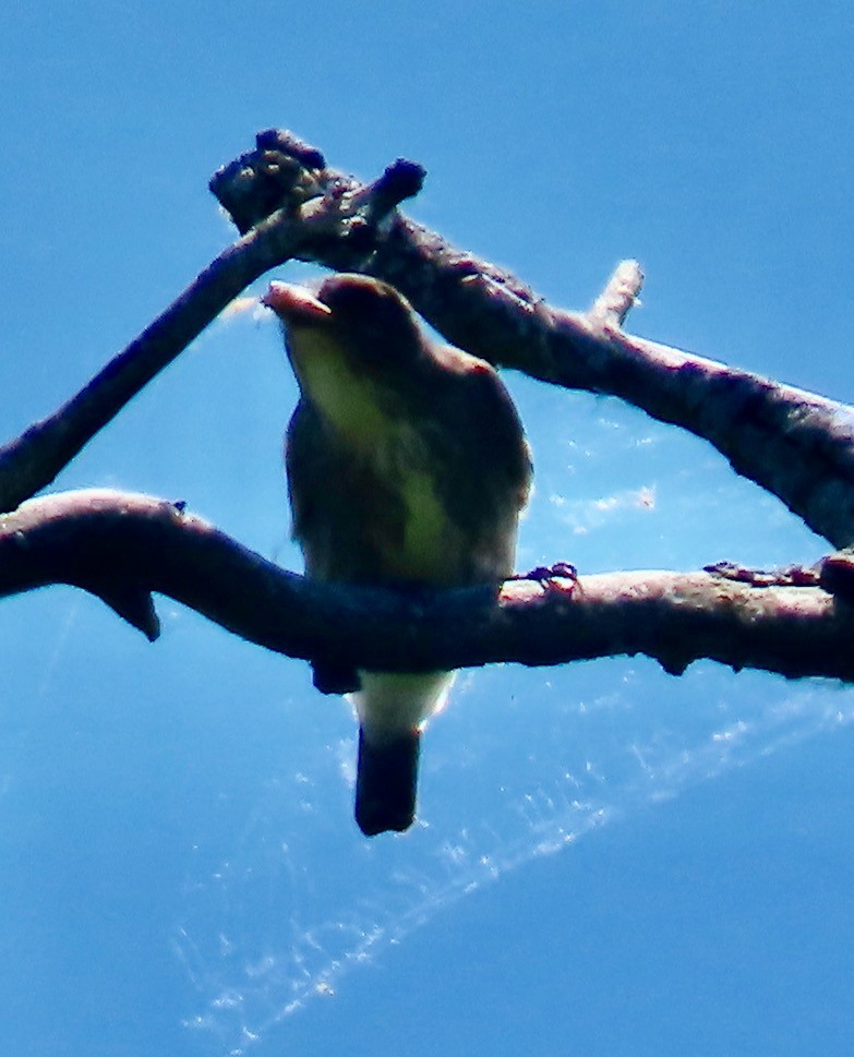 Olive-sided Flycatcher - Randy Shonkwiler