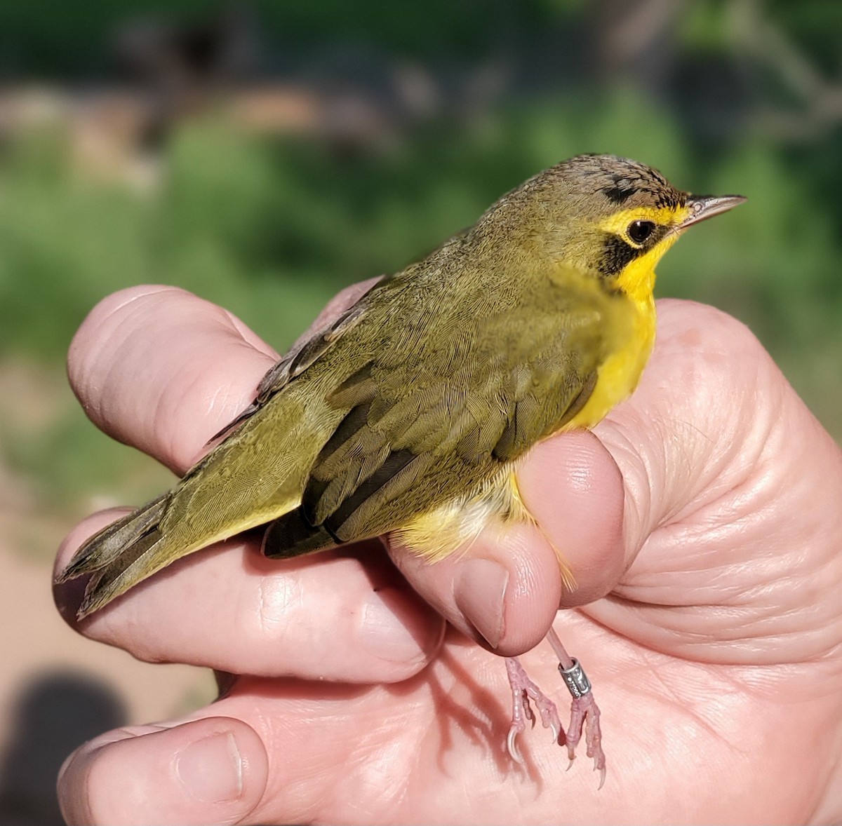 Kentucky Warbler - Nancy Cox