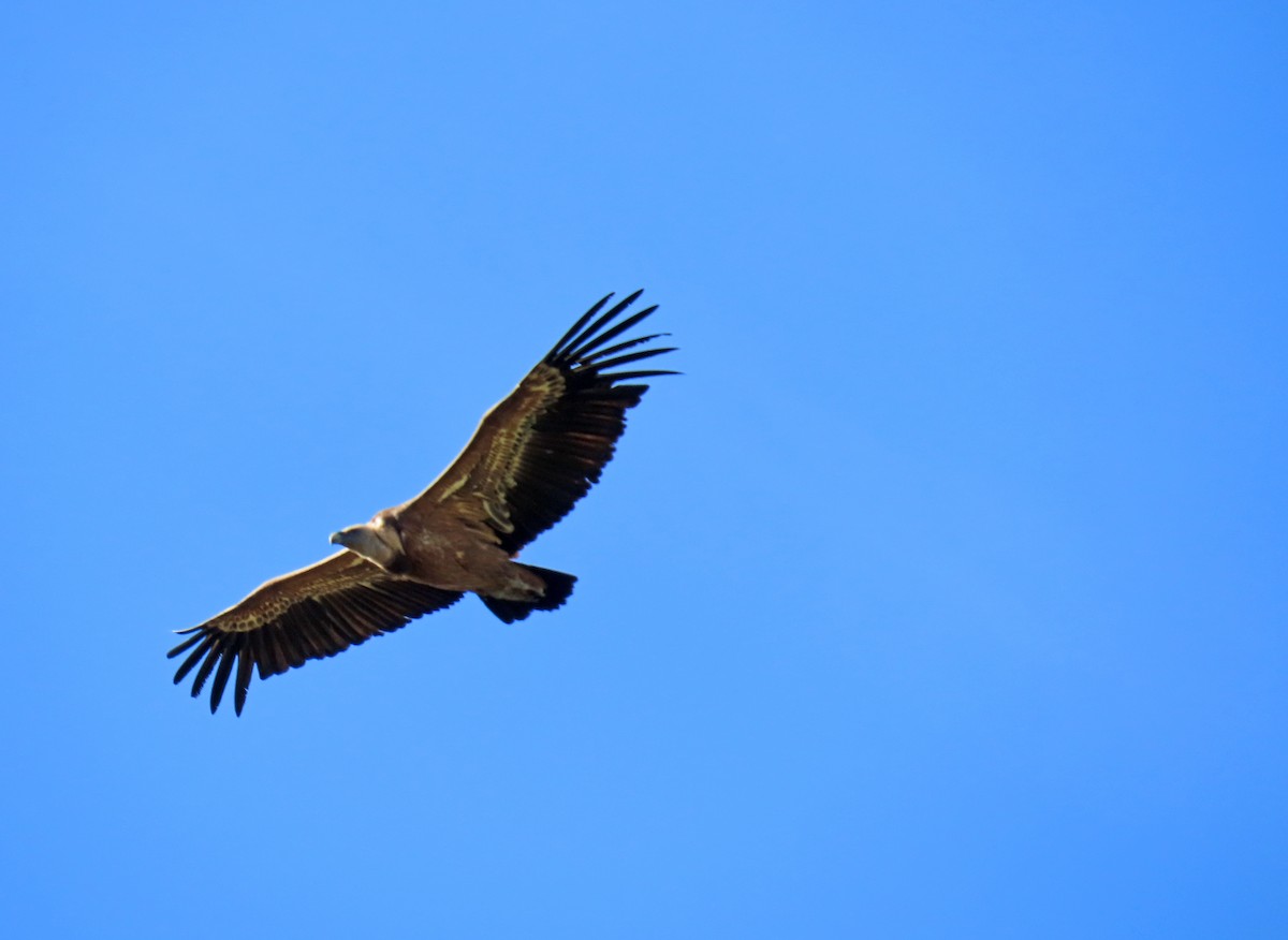 Eurasian Griffon - Francisco Javier Calvo lesmes