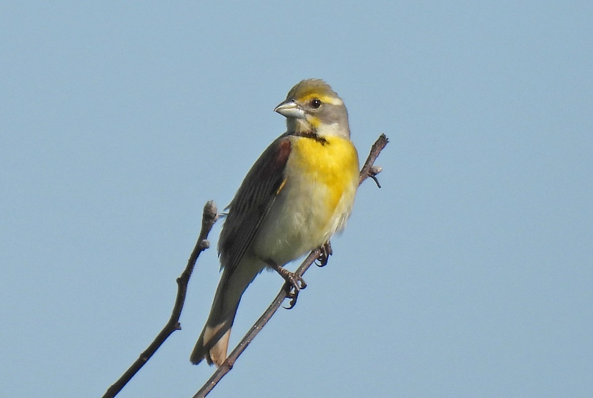 Dickcissel - ML619622572