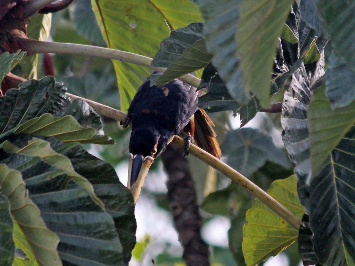 Collared Aracari - wr fortner