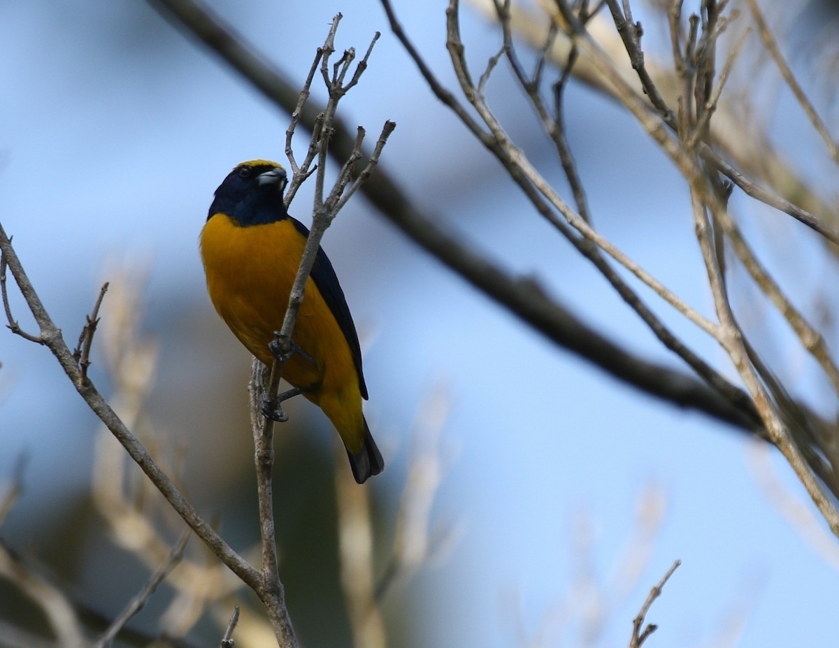 Yellow-crowned Euphonia - Richard Greenhalgh