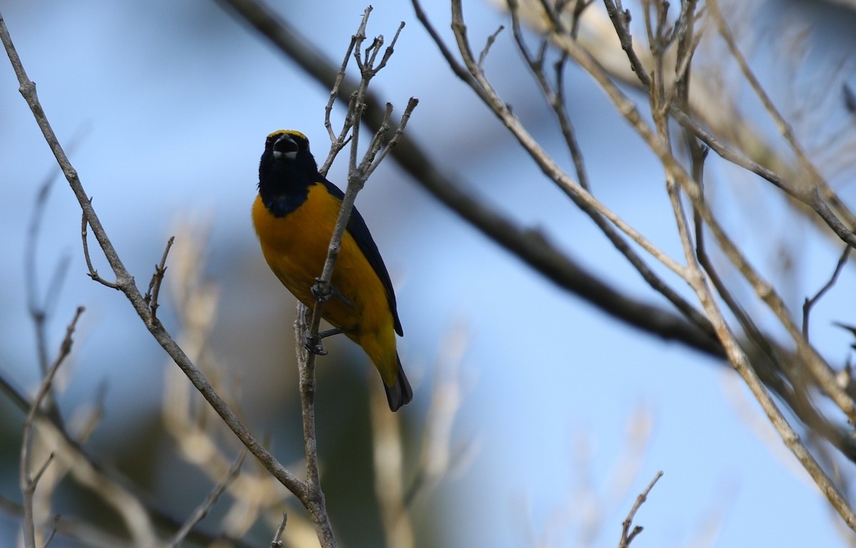 Yellow-crowned Euphonia - Richard Greenhalgh