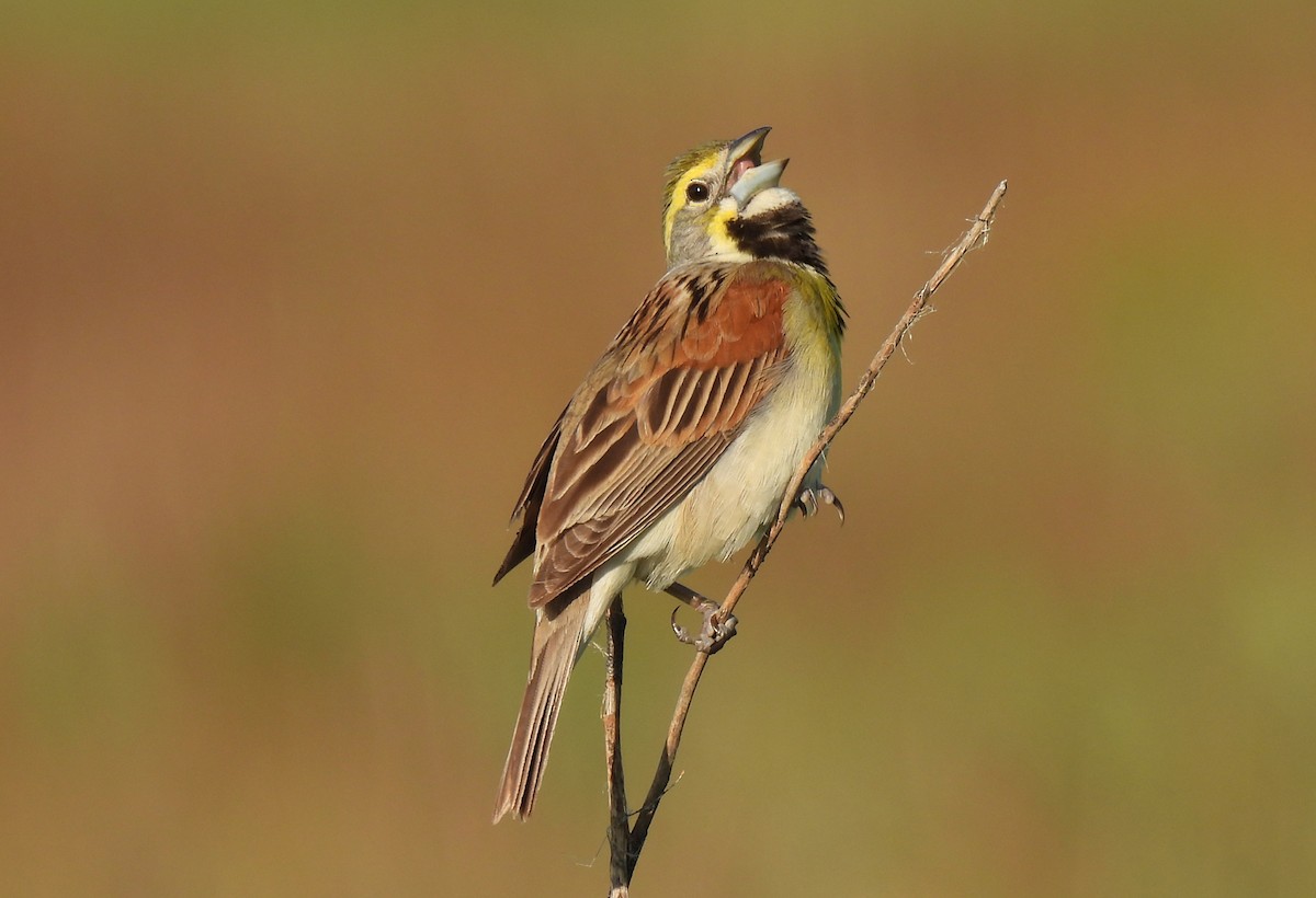 Dickcissel - Tracy W  🐦