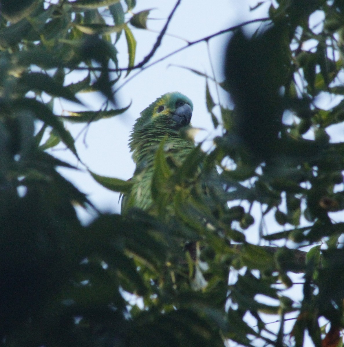 Turquoise-fronted Parrot - ML619622590