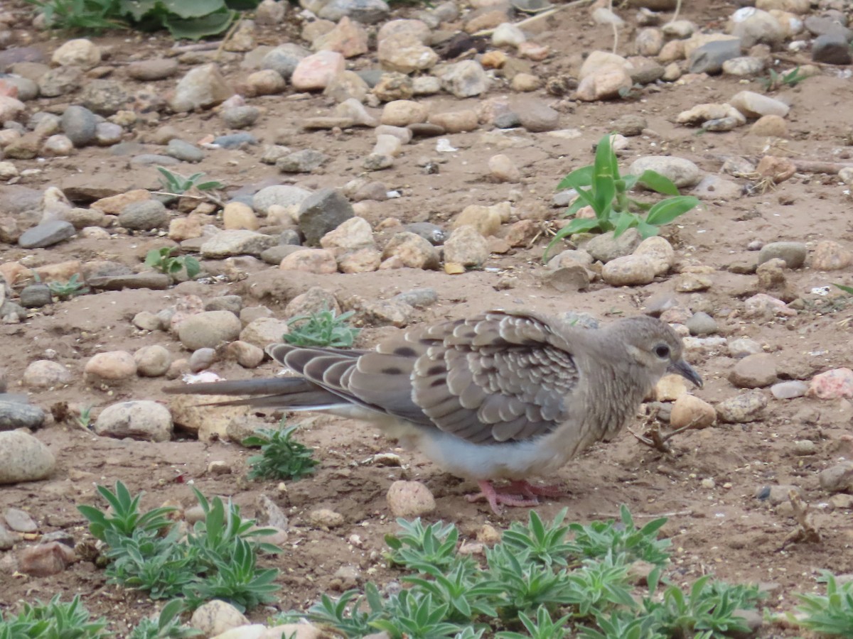 Mourning Dove - Tom Curtis