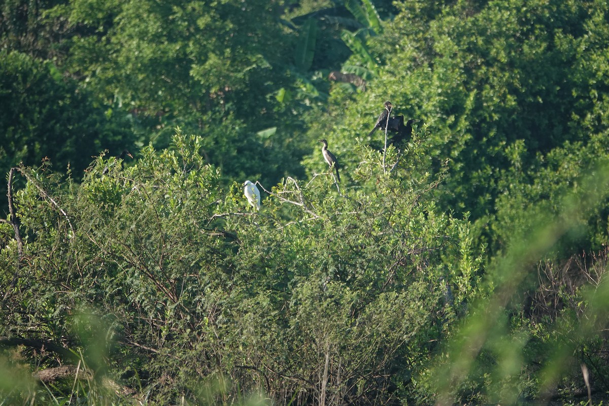 Long-tailed Cormorant - ML619622596