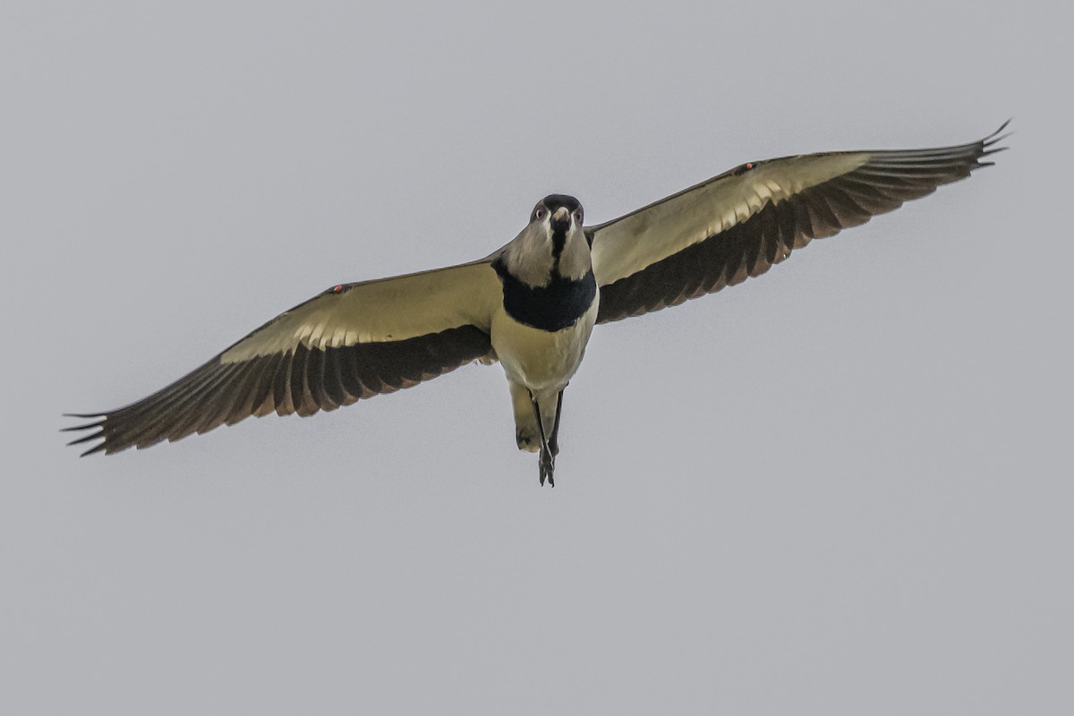 Southern Lapwing - Amed Hernández