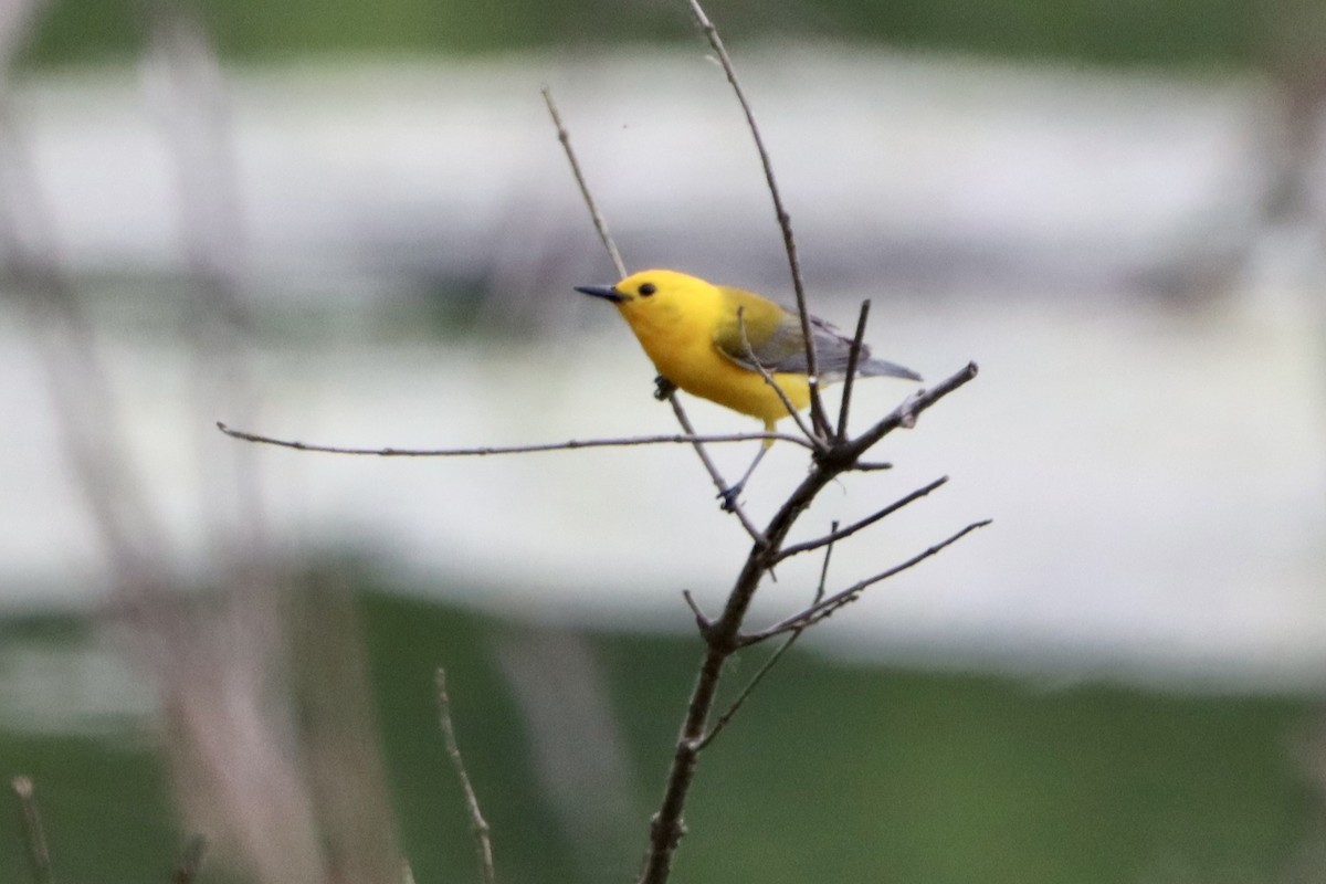 Prothonotary Warbler - Jo VerMulm