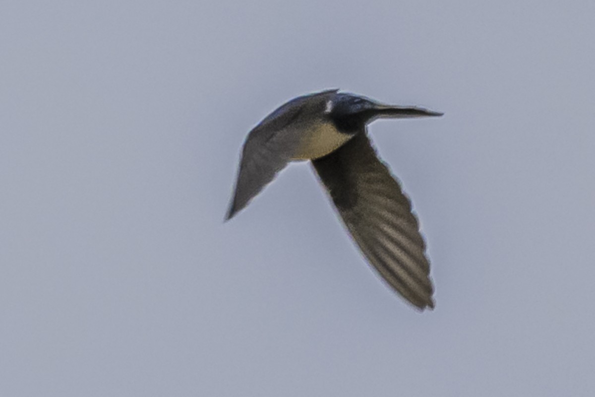 Blue-and-white Swallow - Amed Hernández