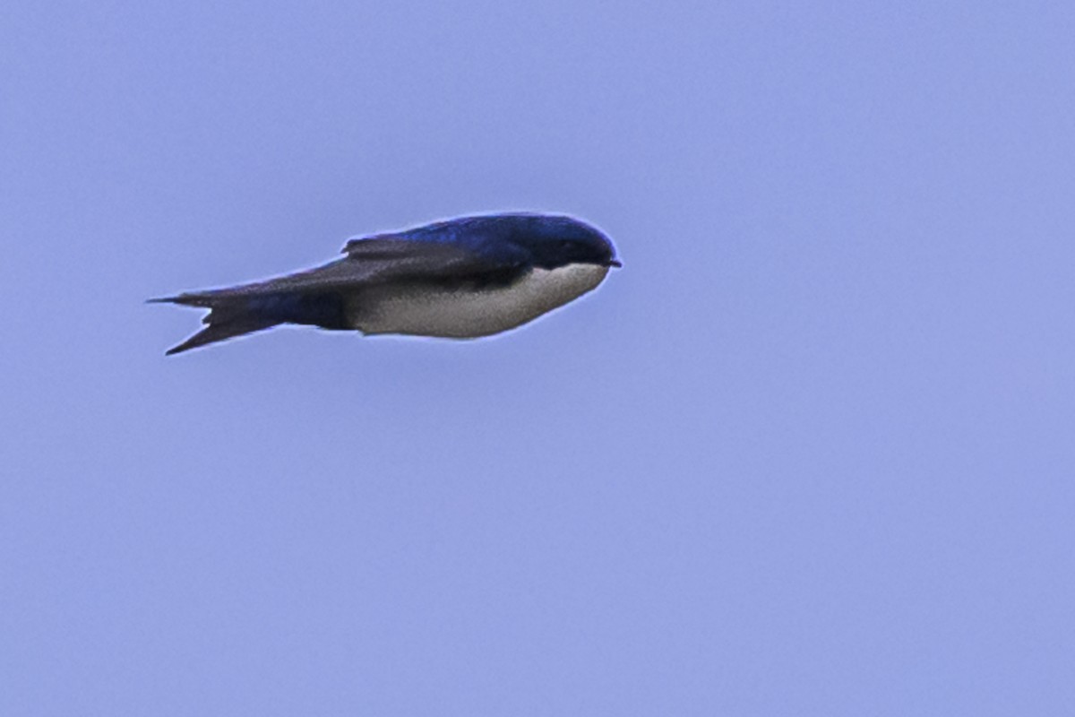 Blue-and-white Swallow - Amed Hernández