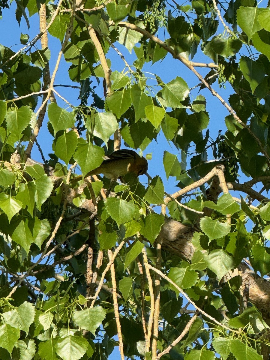 Bullock's Oriole - Matt Fowler