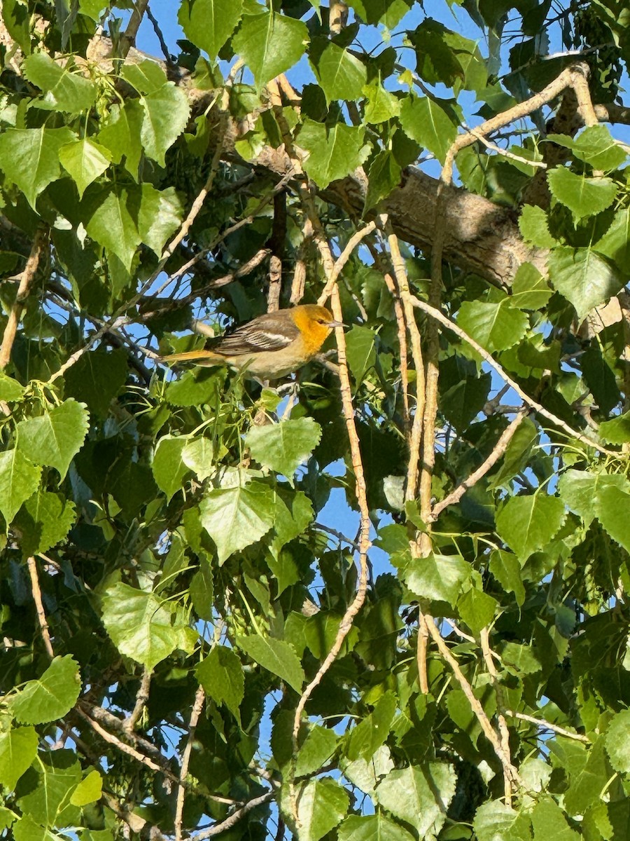 Bullock's Oriole - ML619622612