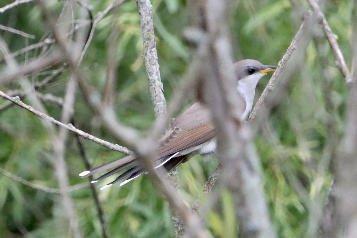 Yellow-billed Cuckoo - Jo VerMulm