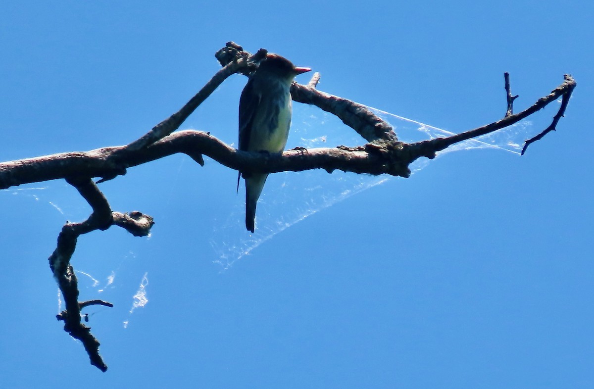 Olive-sided Flycatcher - Randy Shonkwiler