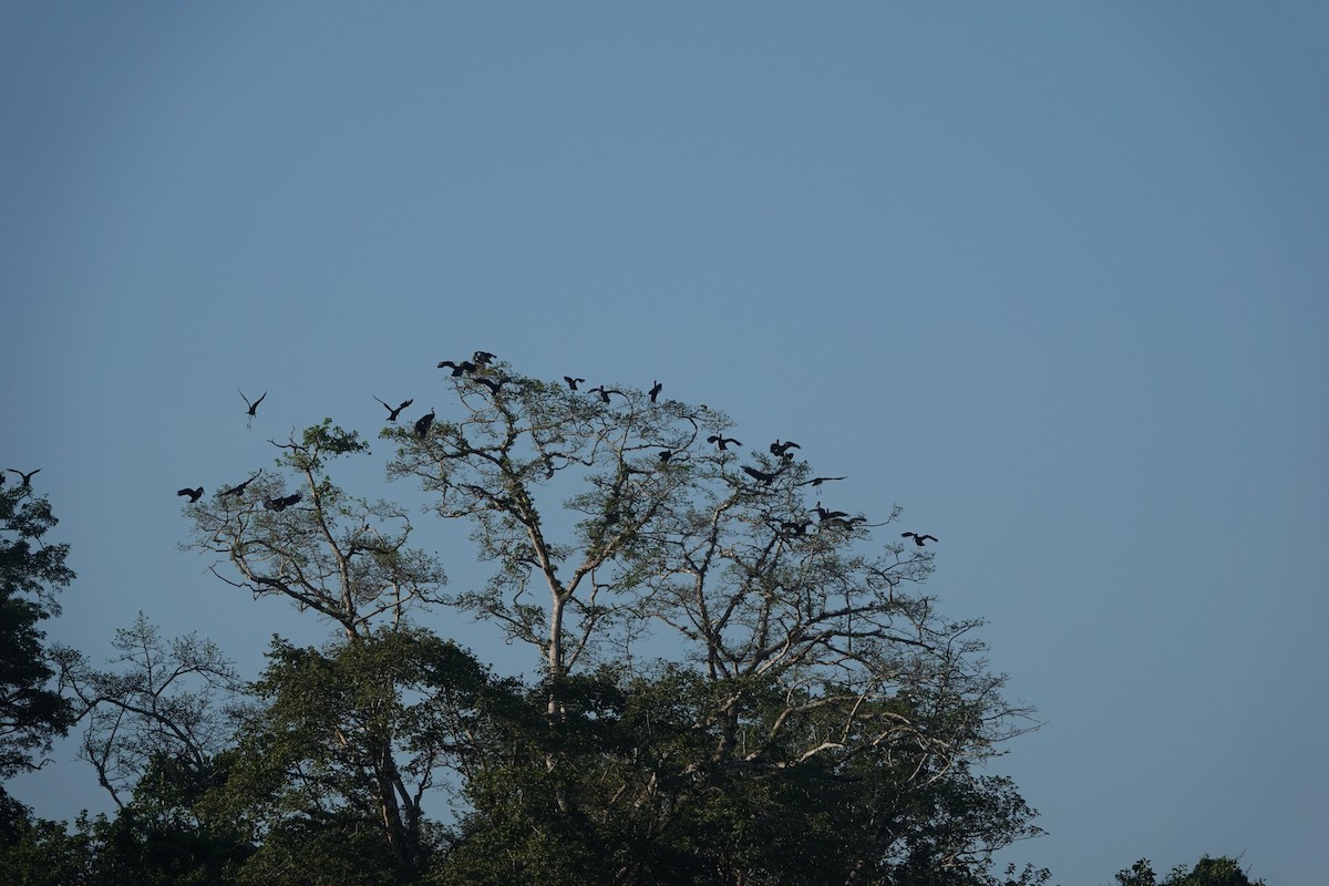 African Openbill - ML619622622