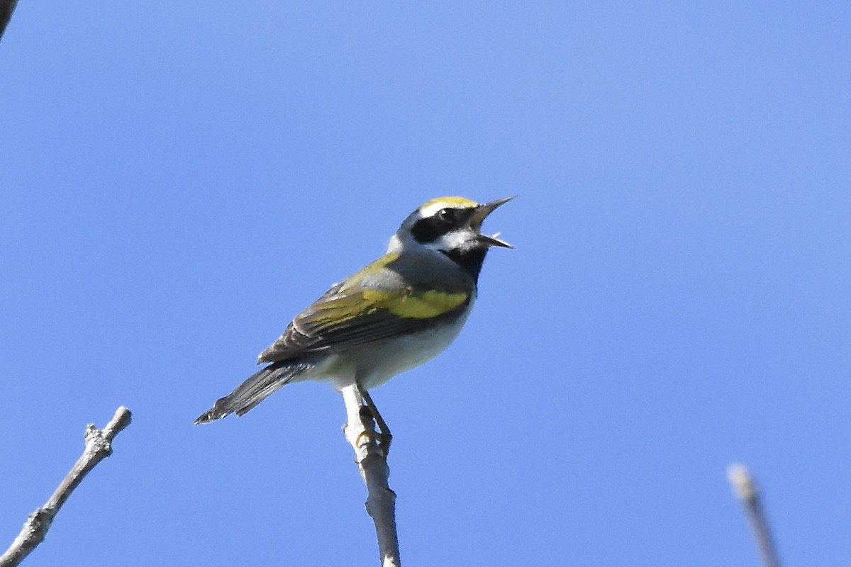 Golden-winged Warbler - Benoit Goyette