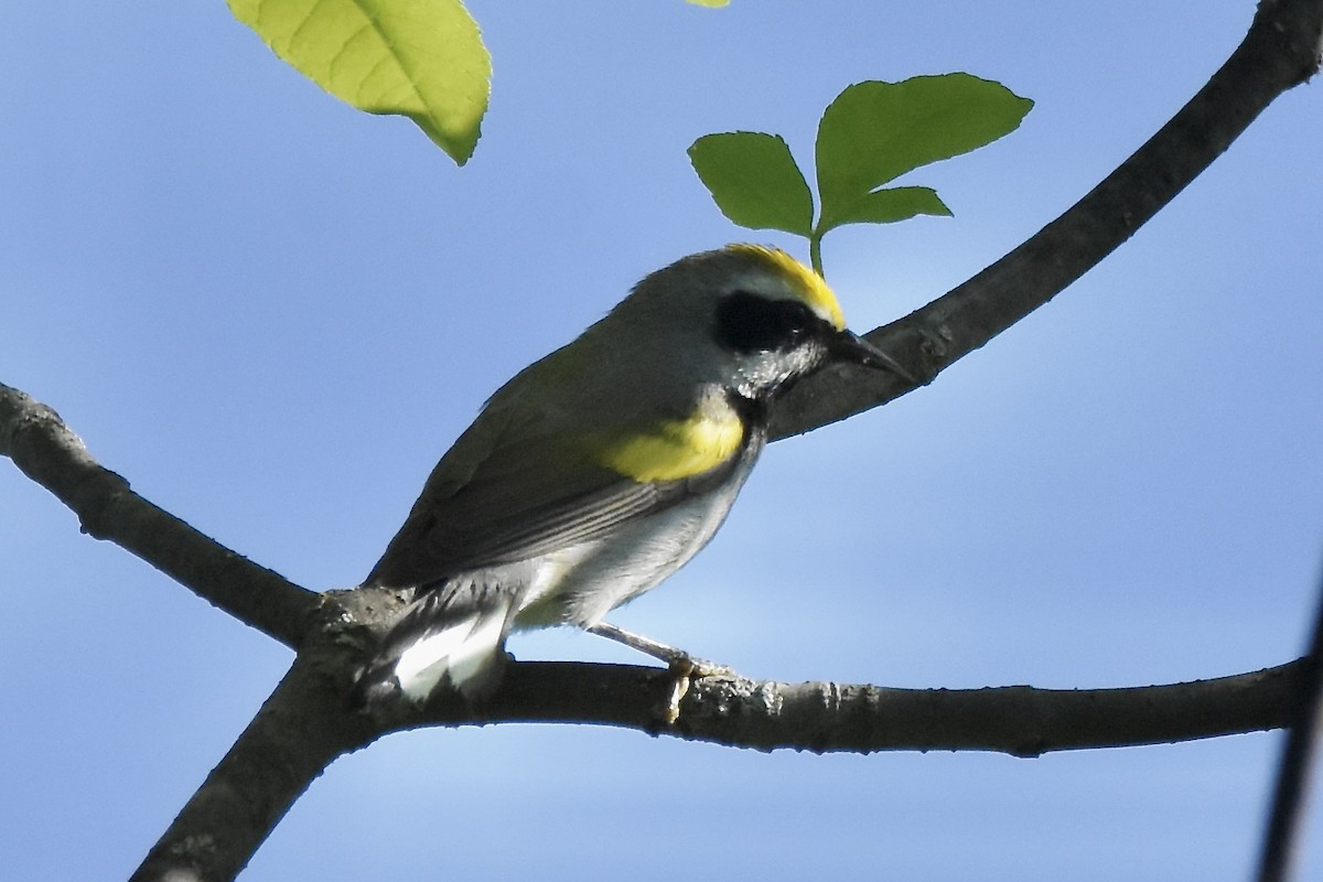 Golden-winged Warbler - Benoit Goyette