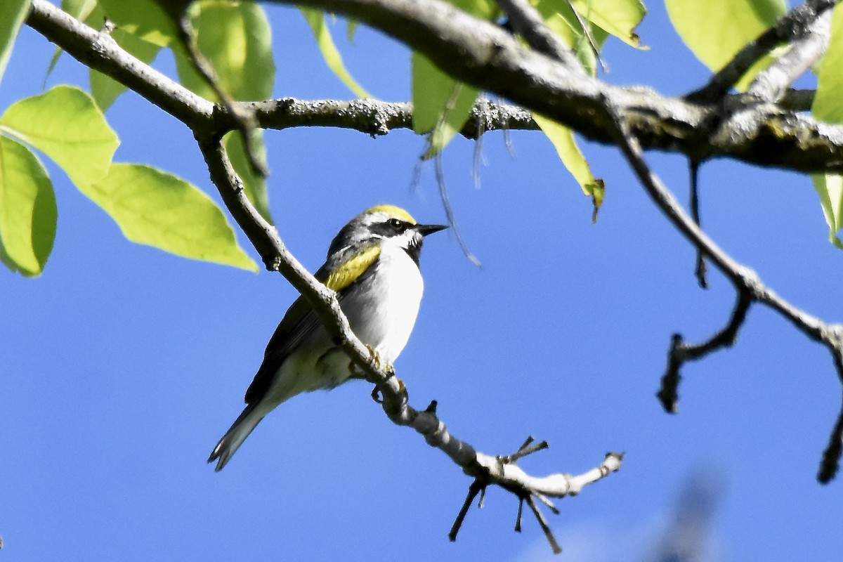 Golden-winged Warbler - Benoit Goyette